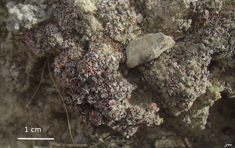 Lichen